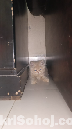 Persian cat